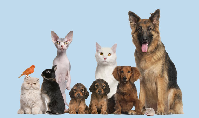 راهنمای خرید محصولات حیوانات خانگی