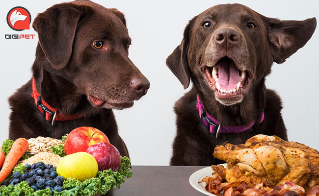 چه غذایی به سگ خانگی بدهیم؟