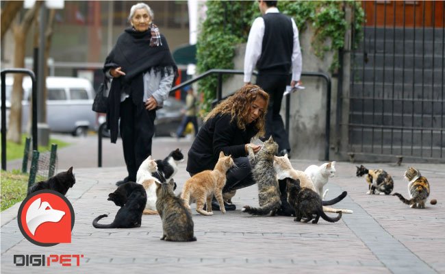به گربه‌ های خیابانی چه غذایی بدهیم