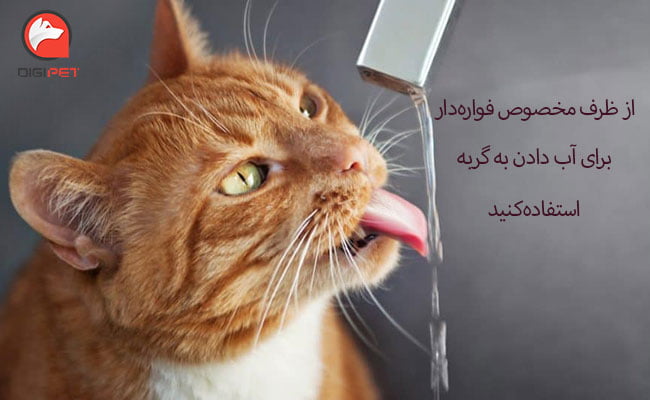 میزان آب در غذای گربه