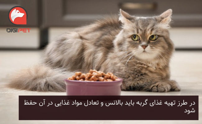  طرز تهیه غذای خشک گربه در خانه