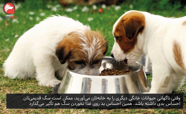 غذا نخوردن سگ به دلیل وجود خیوانی دیگر