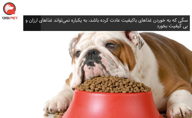 غذا نخوردن سگ 