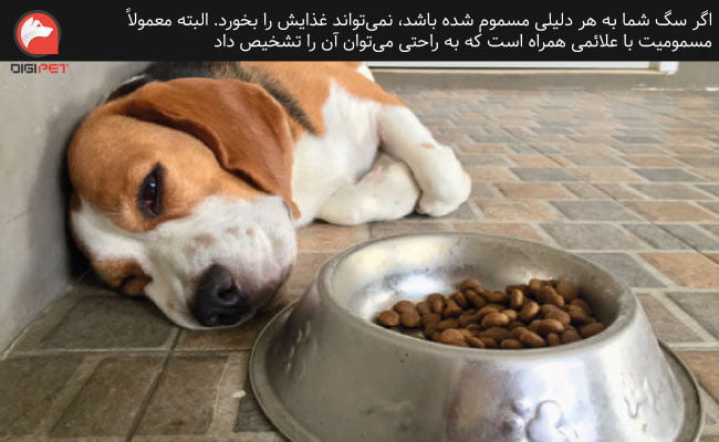 مسمومیت دلیل غذا نخوردن سگ