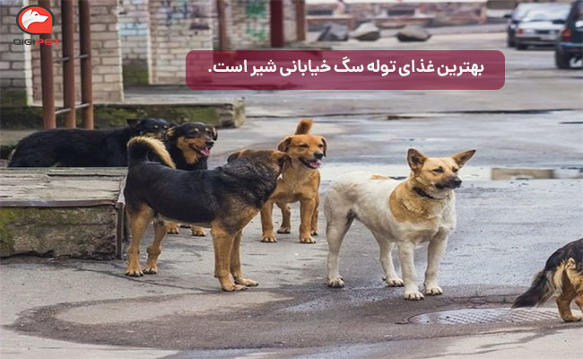 فروش غذای ارزان برای سگ خیابانی در پت شاپ دیجی پت