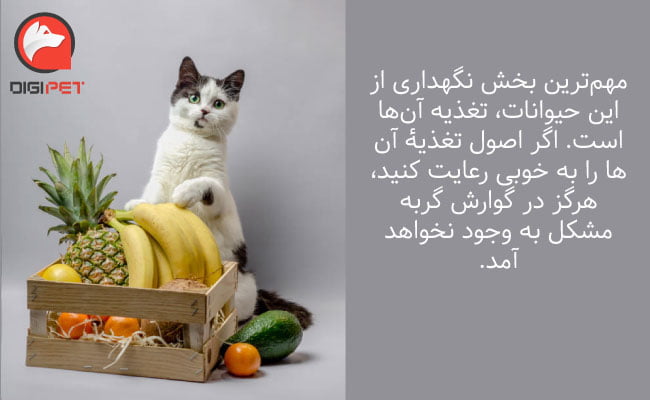 میوه ها و سبزیجات مجاز برای گربه