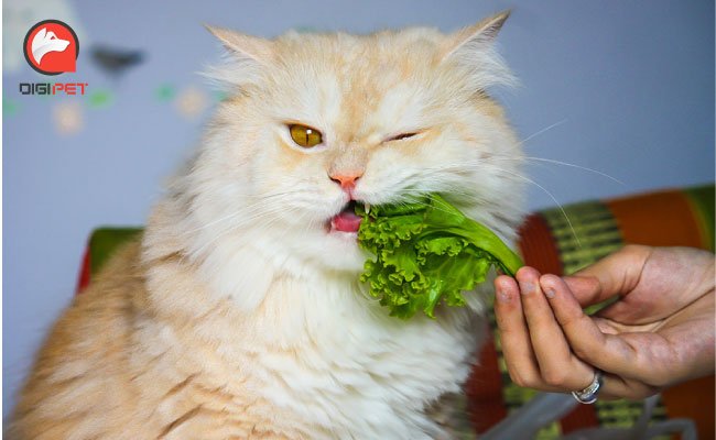 سبزیجات و مفید برای گربه