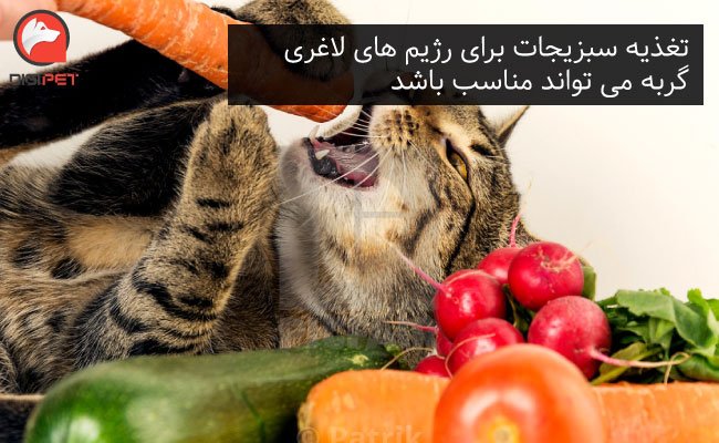 سبزیجات مفید برای گربه ها
