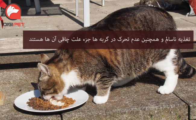 علت چاقی گربه