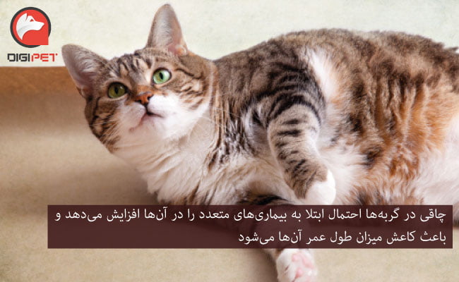 عوارض چاقی در گربه ها