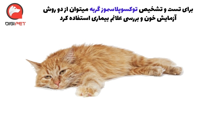 علائم بیماری توکسوپلاسموز در گربه