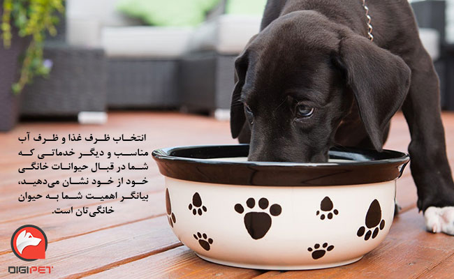 ضرورت خرید ظرف غذای سگ چیست؟