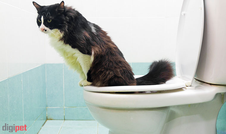 دستشویی گربه