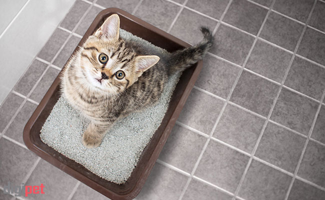 نامناسب بودن ظرف دستشویی گربه