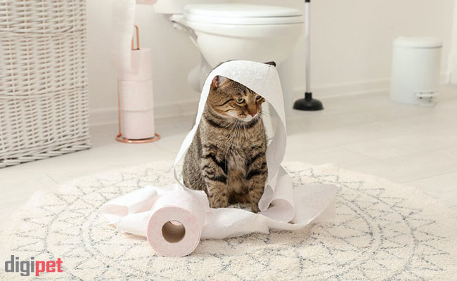 آموزش دستشویی بچه گربه