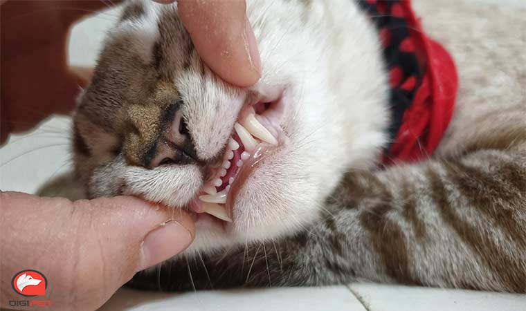 مشکلات دندان گربه‌ها