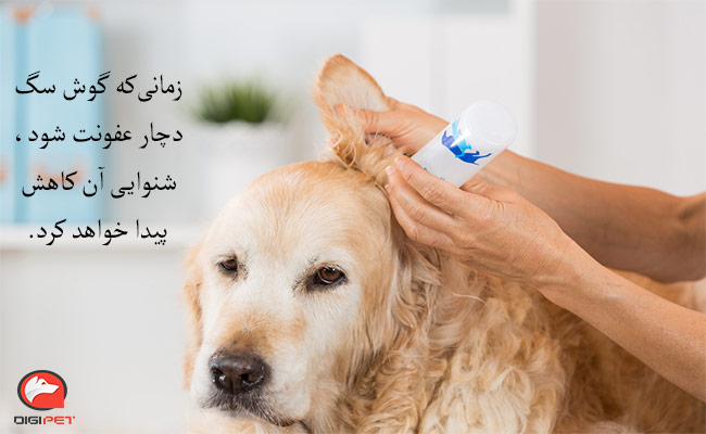 علائم عفونت گوش سگ
