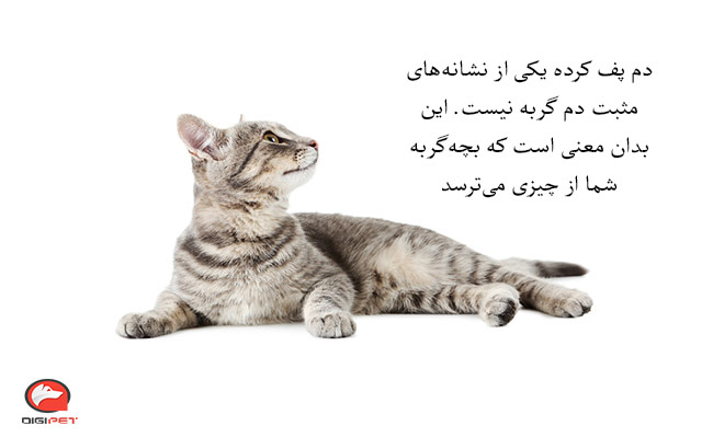 حرکات دم در زبان بدن گربه‌ها نشان‌دهنده چیست؟