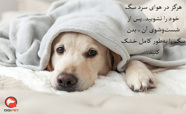 پیشگیری از سرماخوردگی در سگ‌ها
