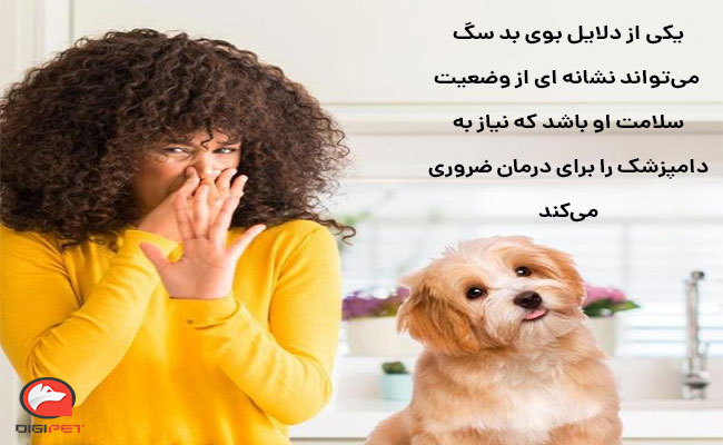 چگونه بوی بد سگ را در خانه از بین ببریم؟
