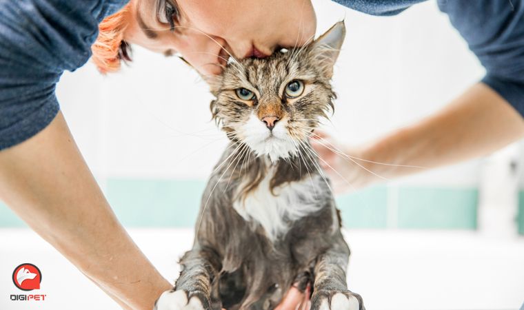 آموزش حمام کردن گربه‌ها