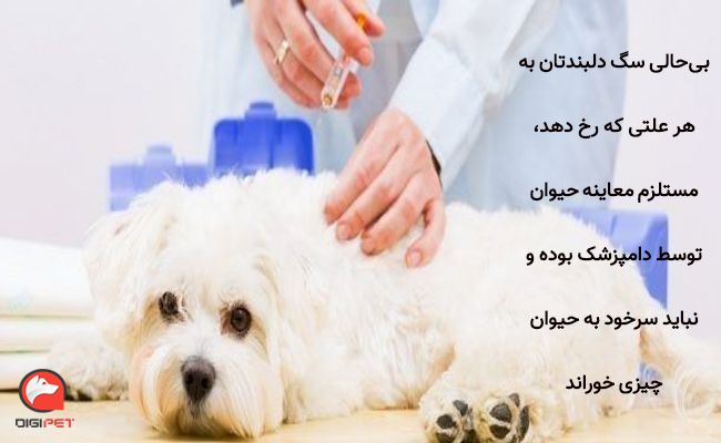 درمان بی‌حالی سگ بعد از واکسن