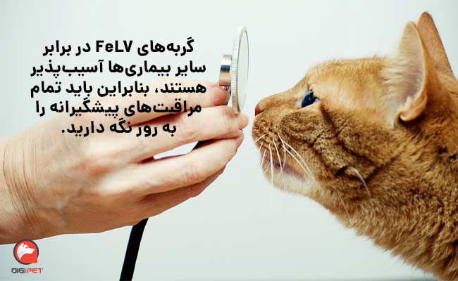 درمان بیماری لوسمی گربه