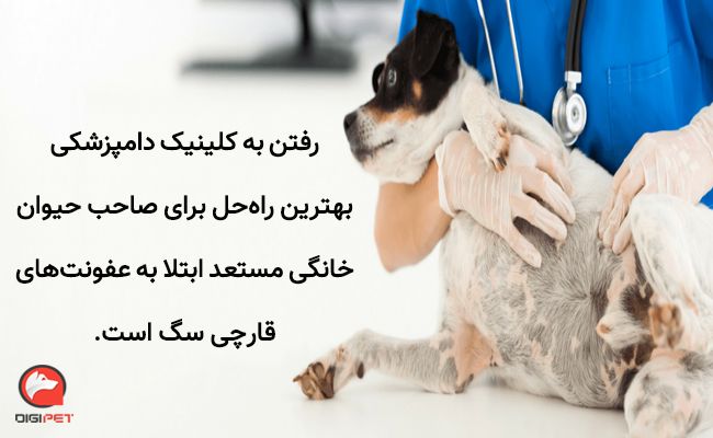 درمان لکه‌های سیاه روی پوست سگ