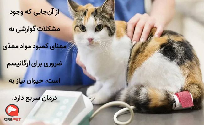 بیماری گوارشی گربه