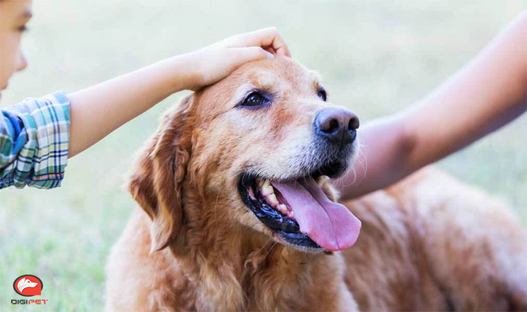 روش‌های ابراز احساسات سگ