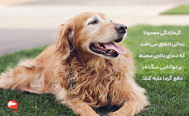 درمان گرمازدگی در سگ