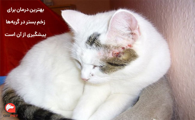 پیشگیری از زخم بستر گربه