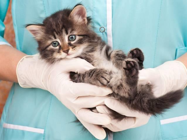 پیشگیری از پوکی استخوان در گربه‌ها