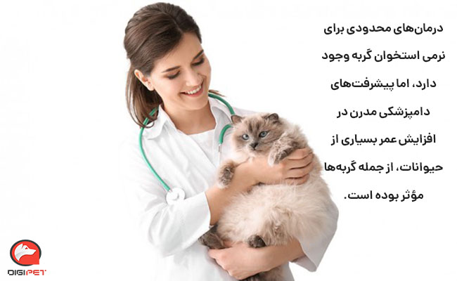 درمان کمبود کلسیم در گربه‌