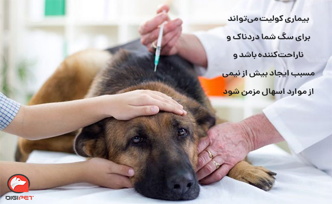 بیماری کولیت سگ