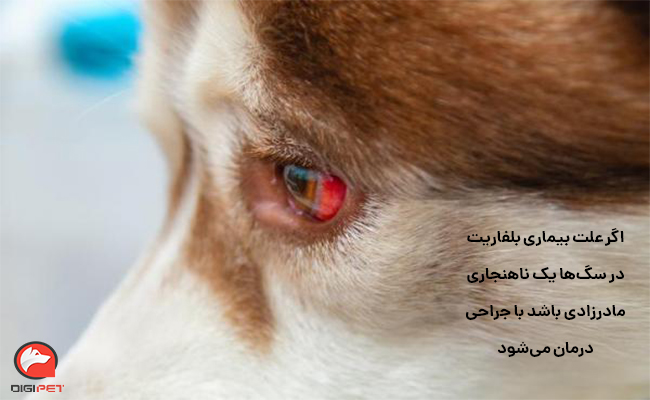 بیماری بلفاریت در سگ‌ها