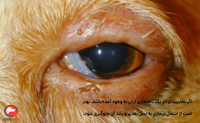 درمان بیماری بلفاریت در سگ 