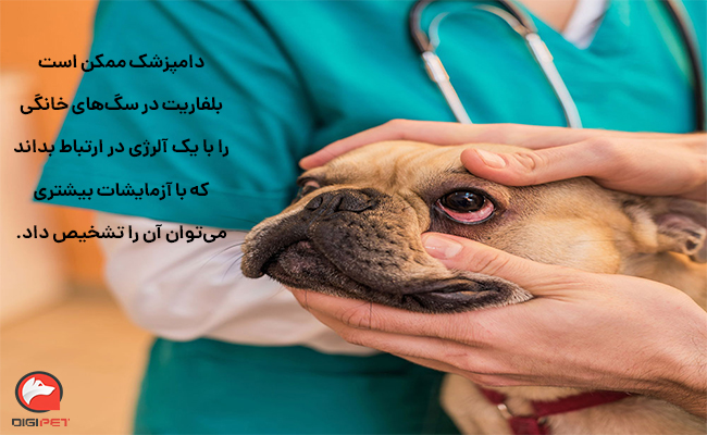 تشخیص بیماری بلفاریت در سگ