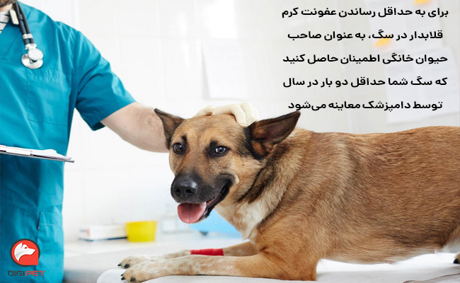 درمان کرم قلابدار سگ