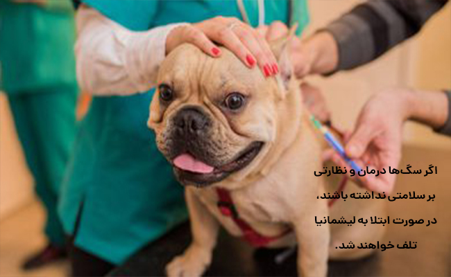 بیماری لیشمانیا در سگ
