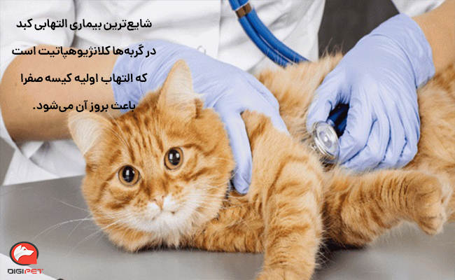 انواع بیماری کبد گربه