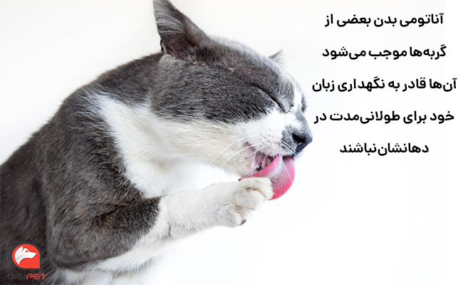 علل بیرون‌آوردن زبان در گربه‌ها
