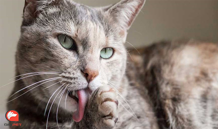 بیرون آوردن زبان در گربه‌ها