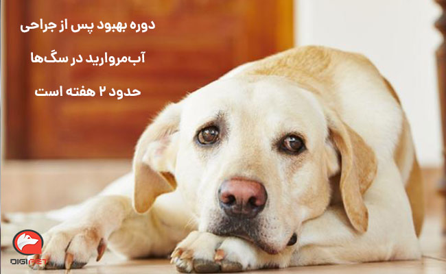 درمان آب‌مروارید در سگ‌ها