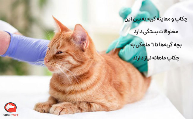 آموزش چکاپ گربه خانگی