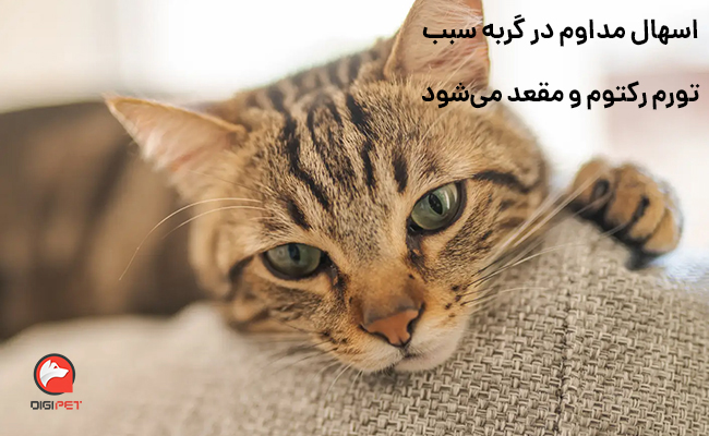 بیماری کوکسیدیوز در گربه