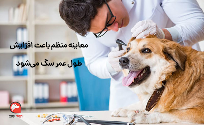 معاینات ظاهری و فیزیکی سگ