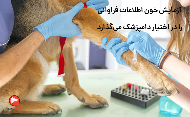 آزمایش خون سگ