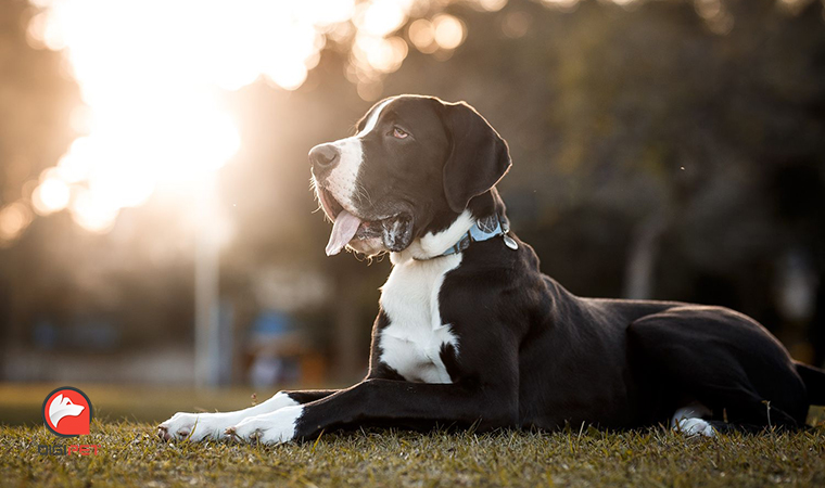 هیگروما در سگ | آیا Hygroma خطرناک است؟