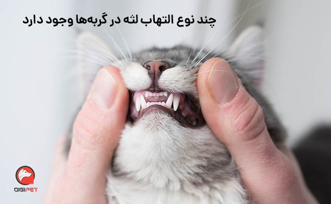 انواع التهاب لثه (Gingivitis) در گربه ها